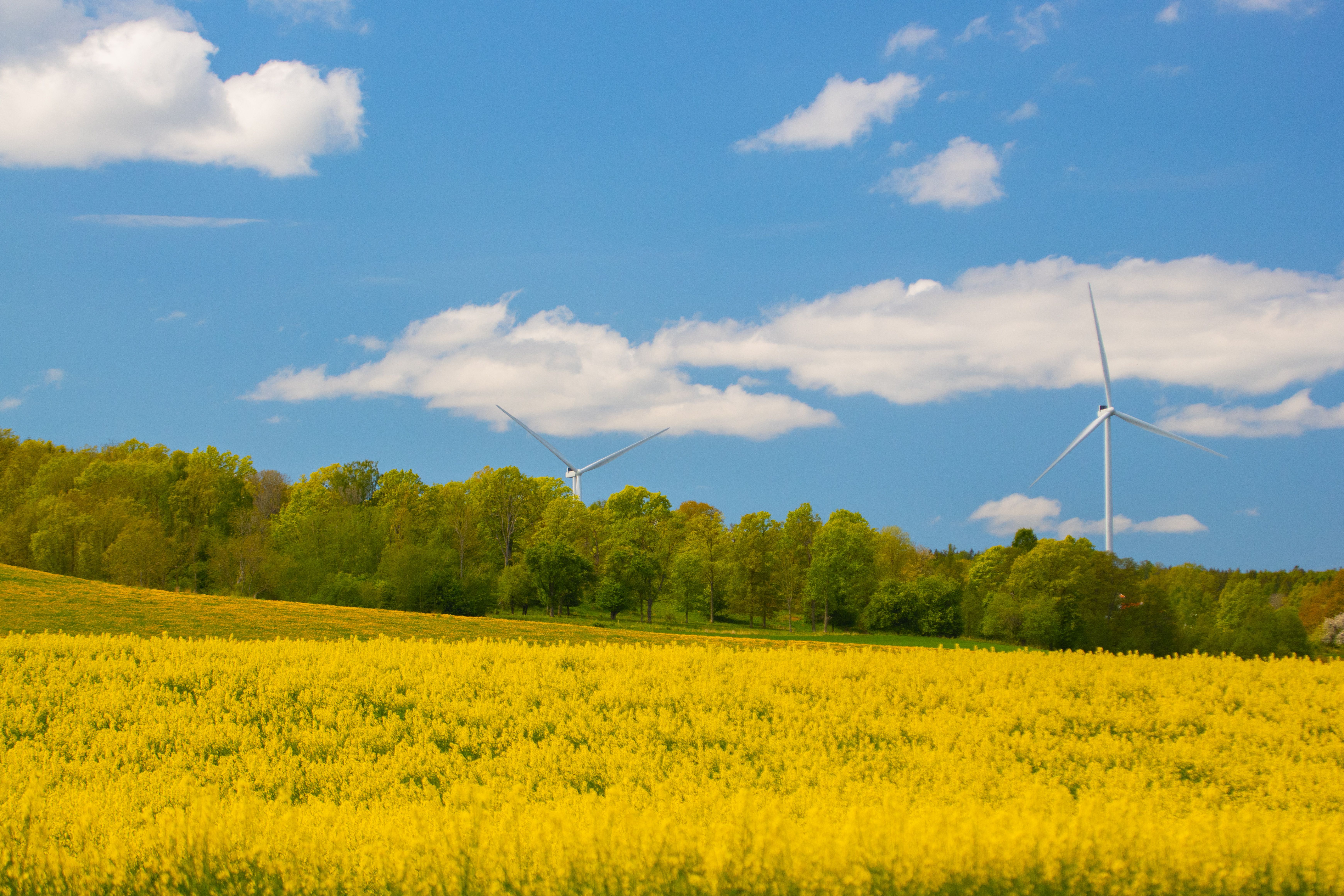 Scenic view of wind turbines in yellow rapeseed field with clear blue skies in Jönköping, Sweden.