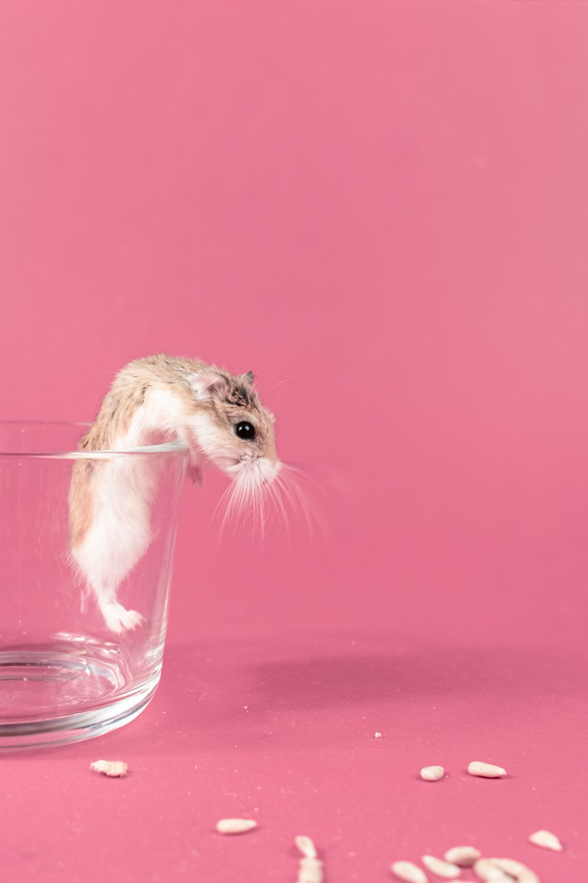 Hamster Roborovski : caractère, observation et habitat adapté