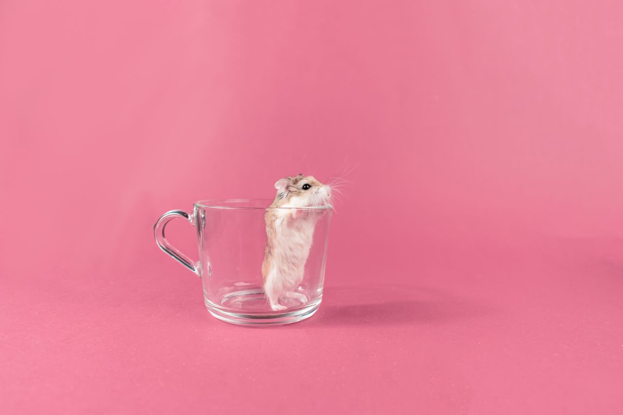 adorable roborovski hamster standing in a glass cup on a pink backgrou