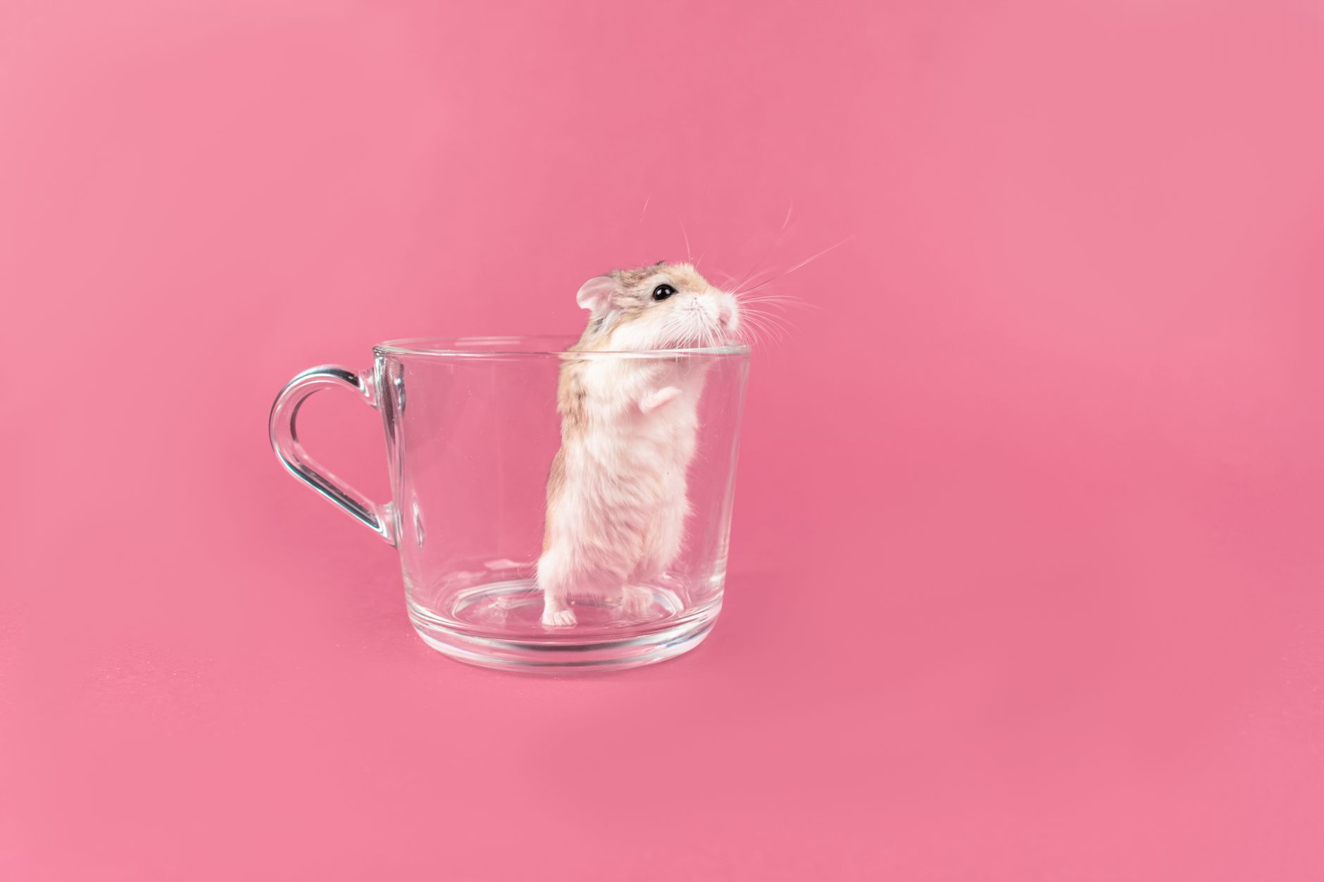 かごに入れて体重を量るモルモット