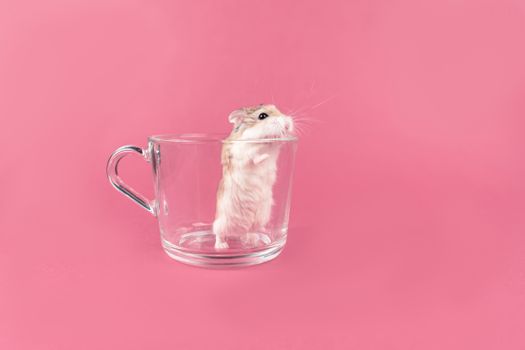 Adorable hamster stands in a clear glass cup on a vibrant pink background, showcasing its fluffy fur and curious nature.