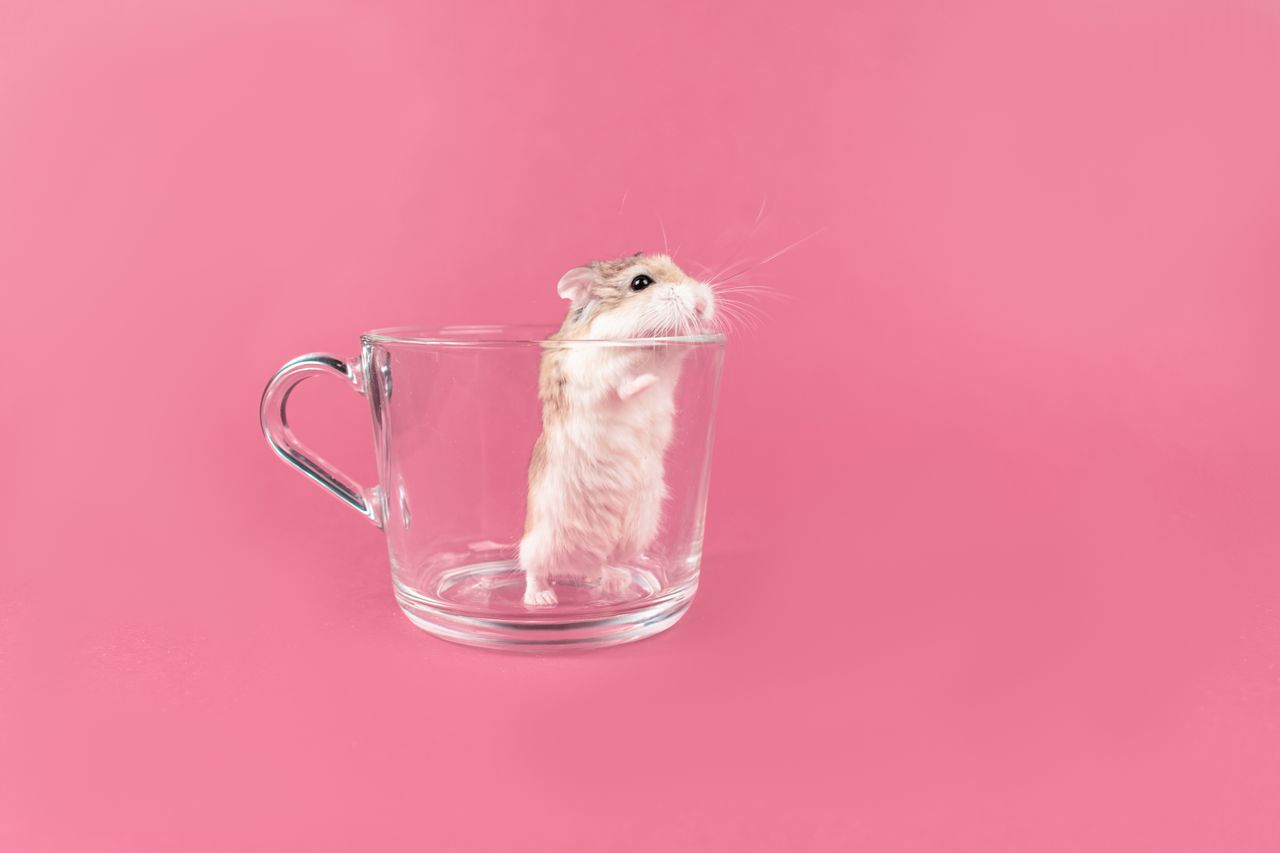 adorable hamster stands in a clear glass cup on a vibrant pink backgro