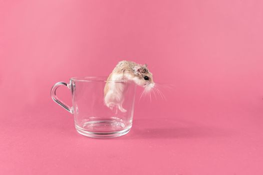 Adorable Roborovski hamster peeking out of a clear glass cup on a pink background.