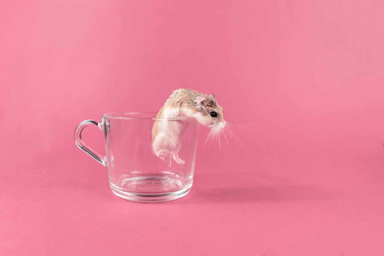adorable roborovski hamster peeking out of a clear glass cup on a pink