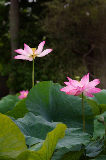 夏日清晨,荷花,阳光