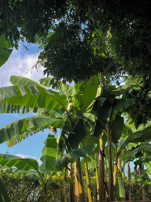 Free Vibrant banana trees thriving under the sun in a tropical garden setting. Stock Photo