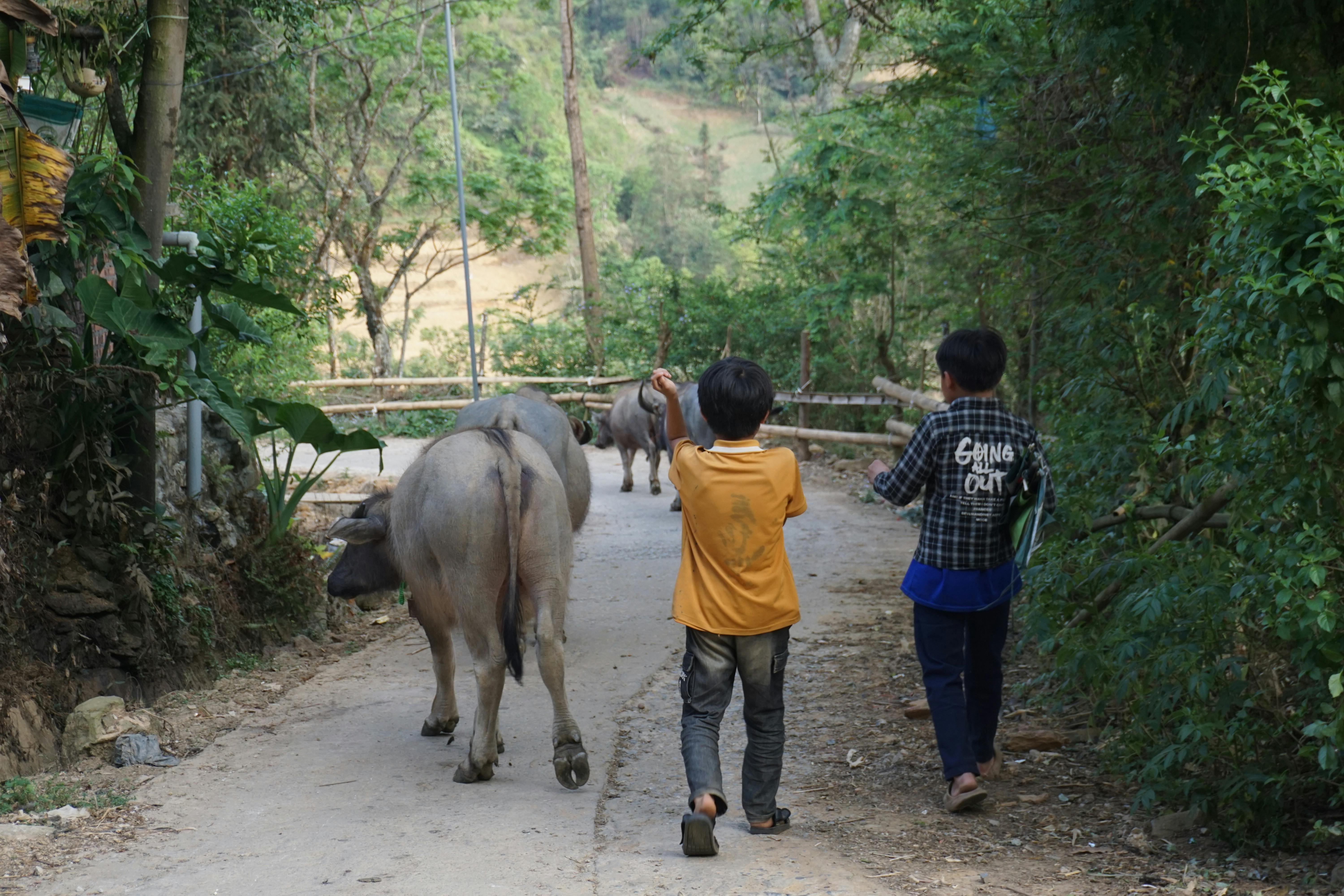 Two children guide buffalo along a rural path in Bac Ha, offering a glimpse into traditional Vietnamese country life.
