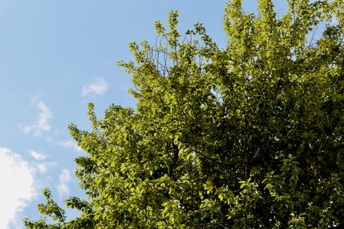 Free Vibrant tree with fresh green leaves under a bright blue summer sky. Stock Photo