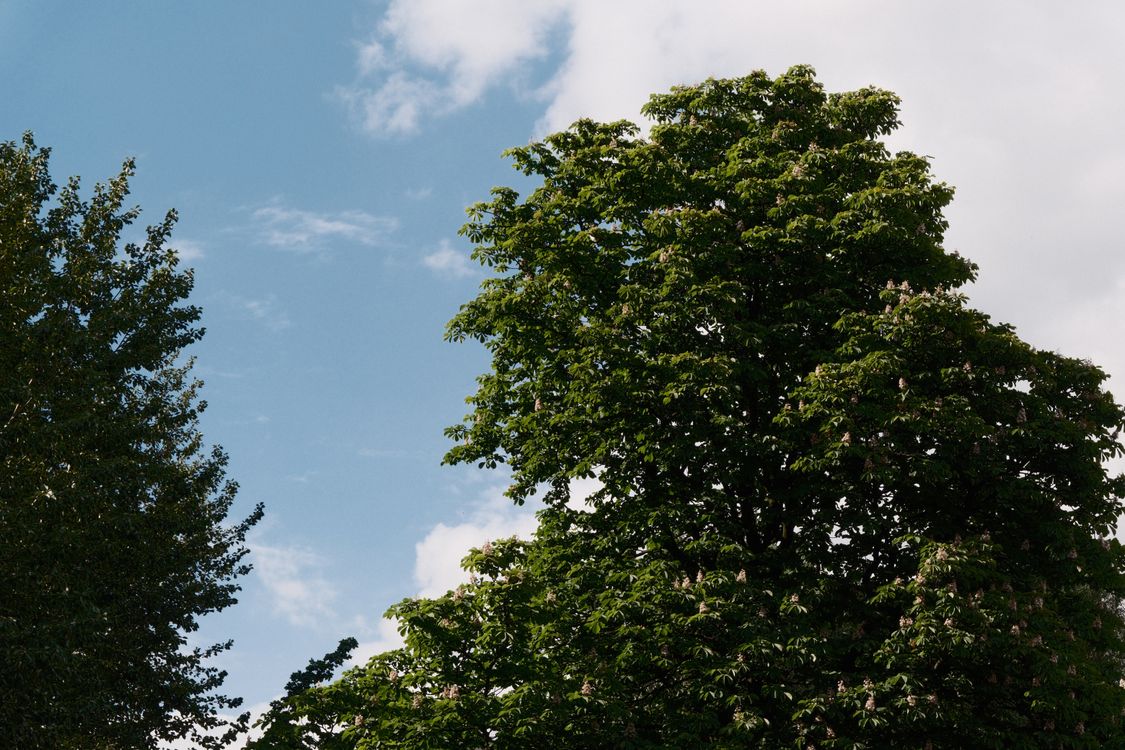 Lush Green Trees Under Blue Sky and Clouds · Free Stock Photo