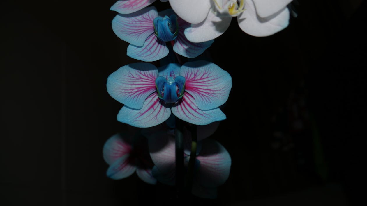 腦電圖EEG技術如何在2026年重塑義肢控制與復健醫療?深度剖析未來應用潛力 腦電圖EEG技術如何在2026年重塑義肢控制與復健醫療?深度剖析未來應用潛力