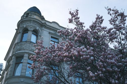 Free A beautiful magnolia tree blooms beside an ornate historical building in Dresden, Germany. Stock Photo