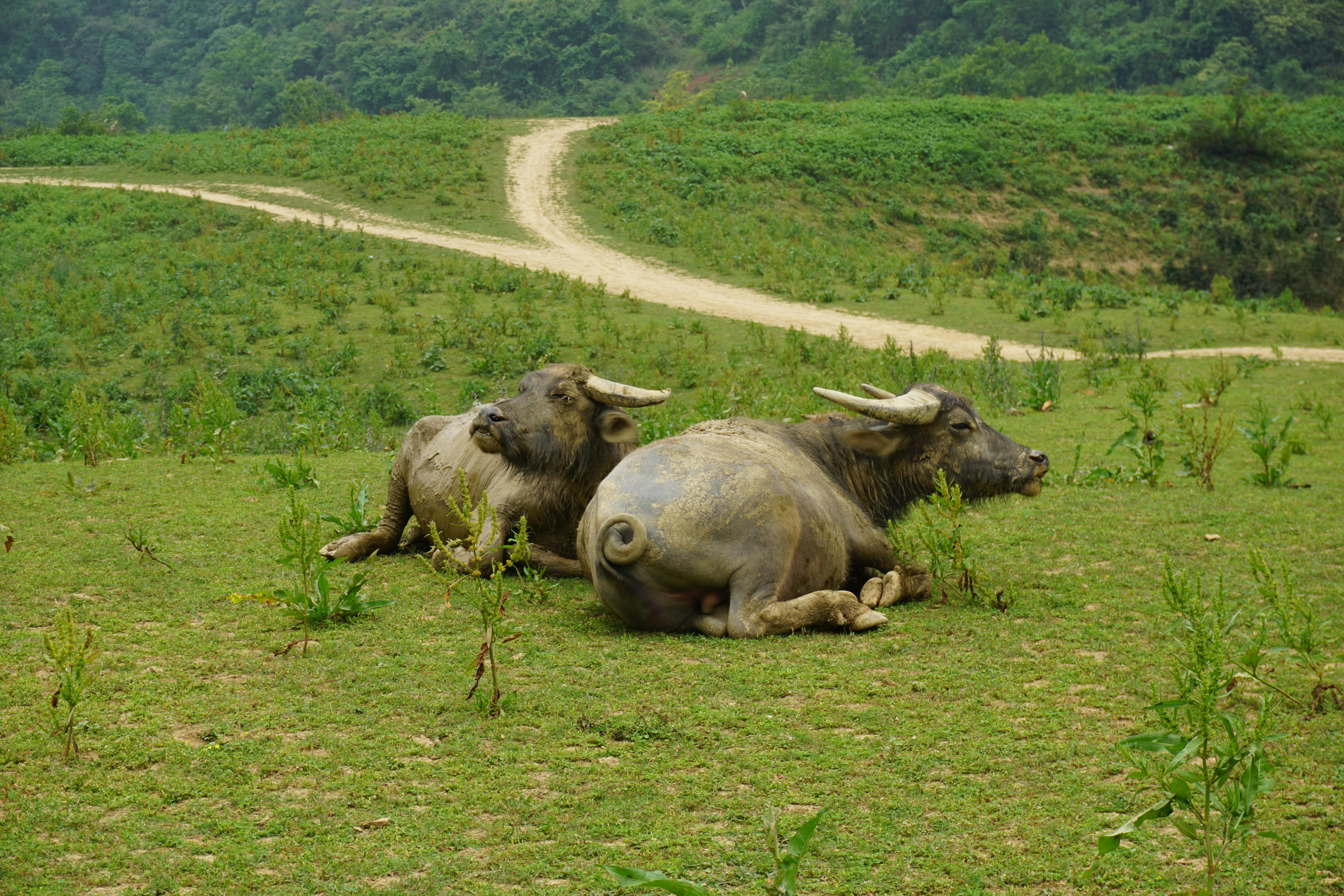 Two water buffalo resting in the lush green landscape of Cao Bang, Vietnam, surrounded by karst mountains.