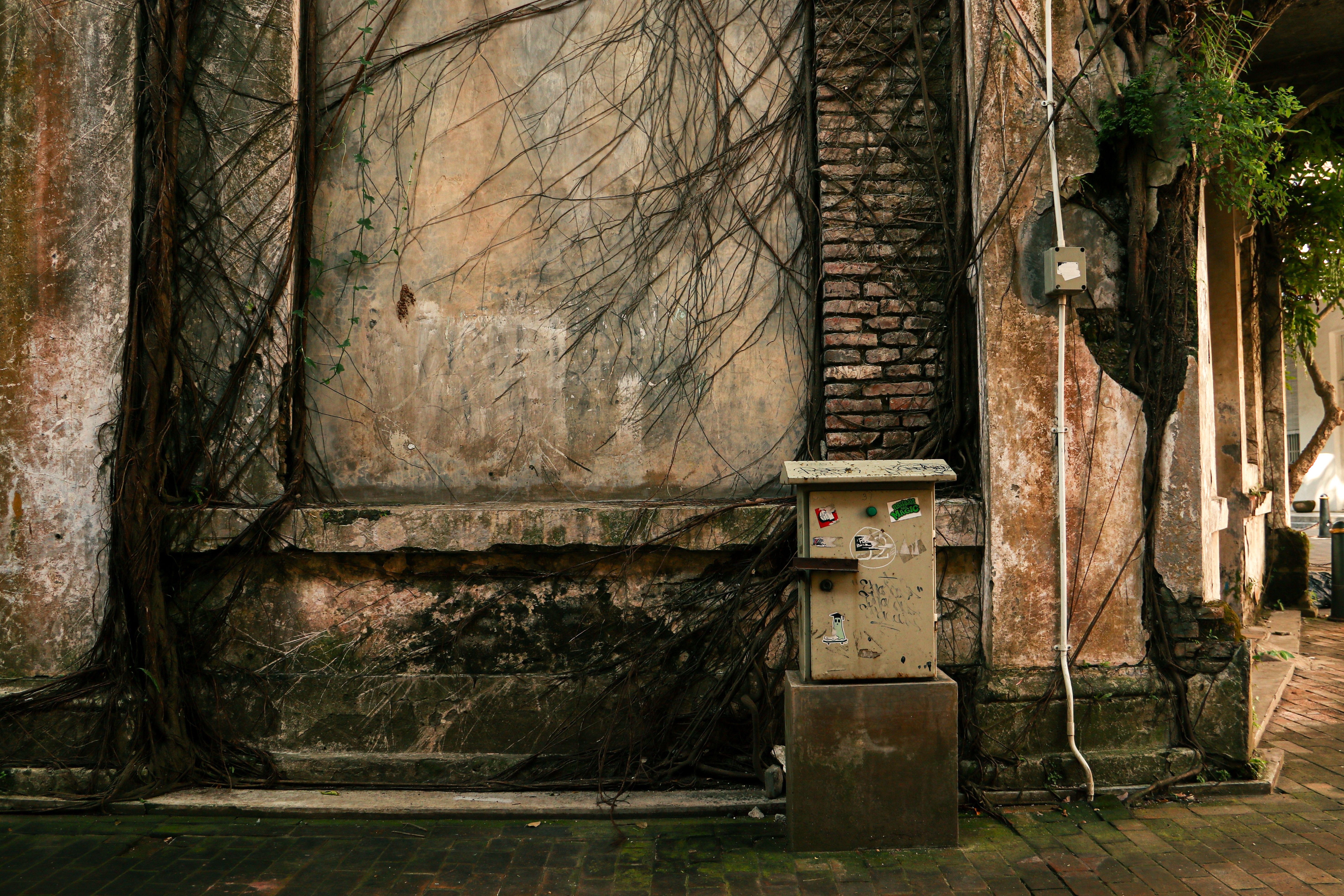 Aged building facade with creeping vines and electric box, evoking urban decay.