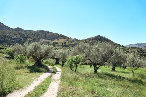 Free Tranquil olive grove amidst rolling green hills under a bright blue sky. Stock Photo