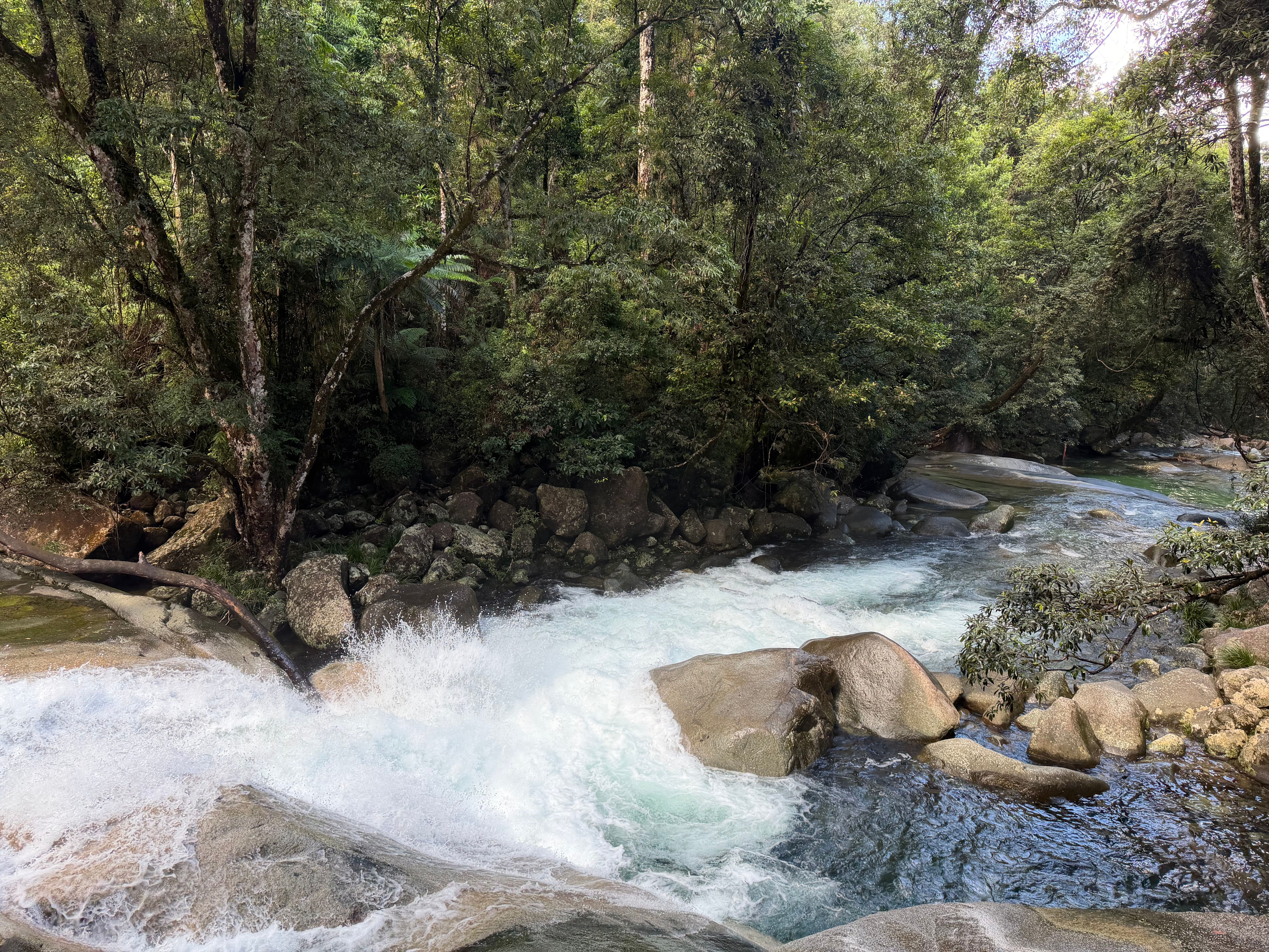 Daintree Rainforest