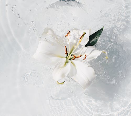 Éclabousser De L'eau Autour D'un Lys Blanc