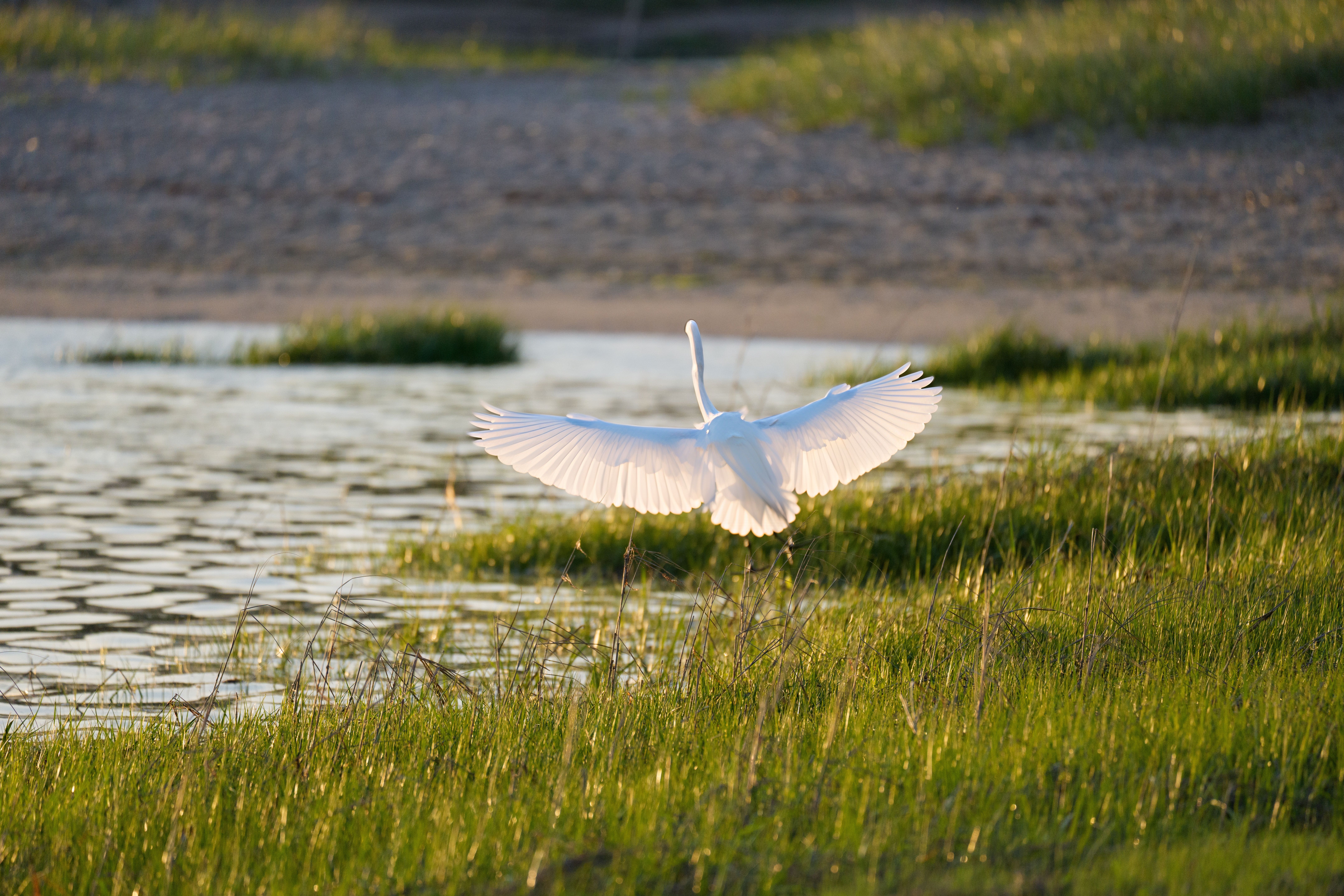 West Marsh Island Beach view 2