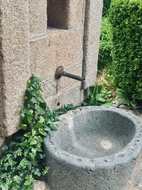 Free A rustic stone wall fountain with ivy and lush greenery in a serene garden setting. Stock Photo