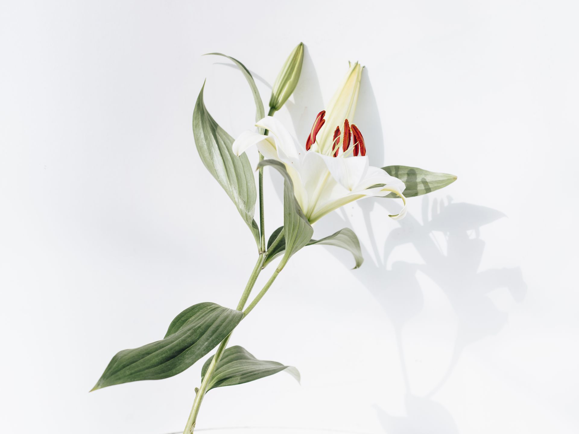Close-up of a white lily with green leaves casting a shadow on a minimalist white background.