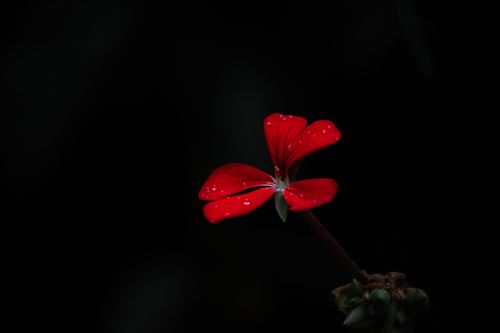 Free Detailed image of a vibrant red geranium flower with dewdrops against a dark background. Stock Photo