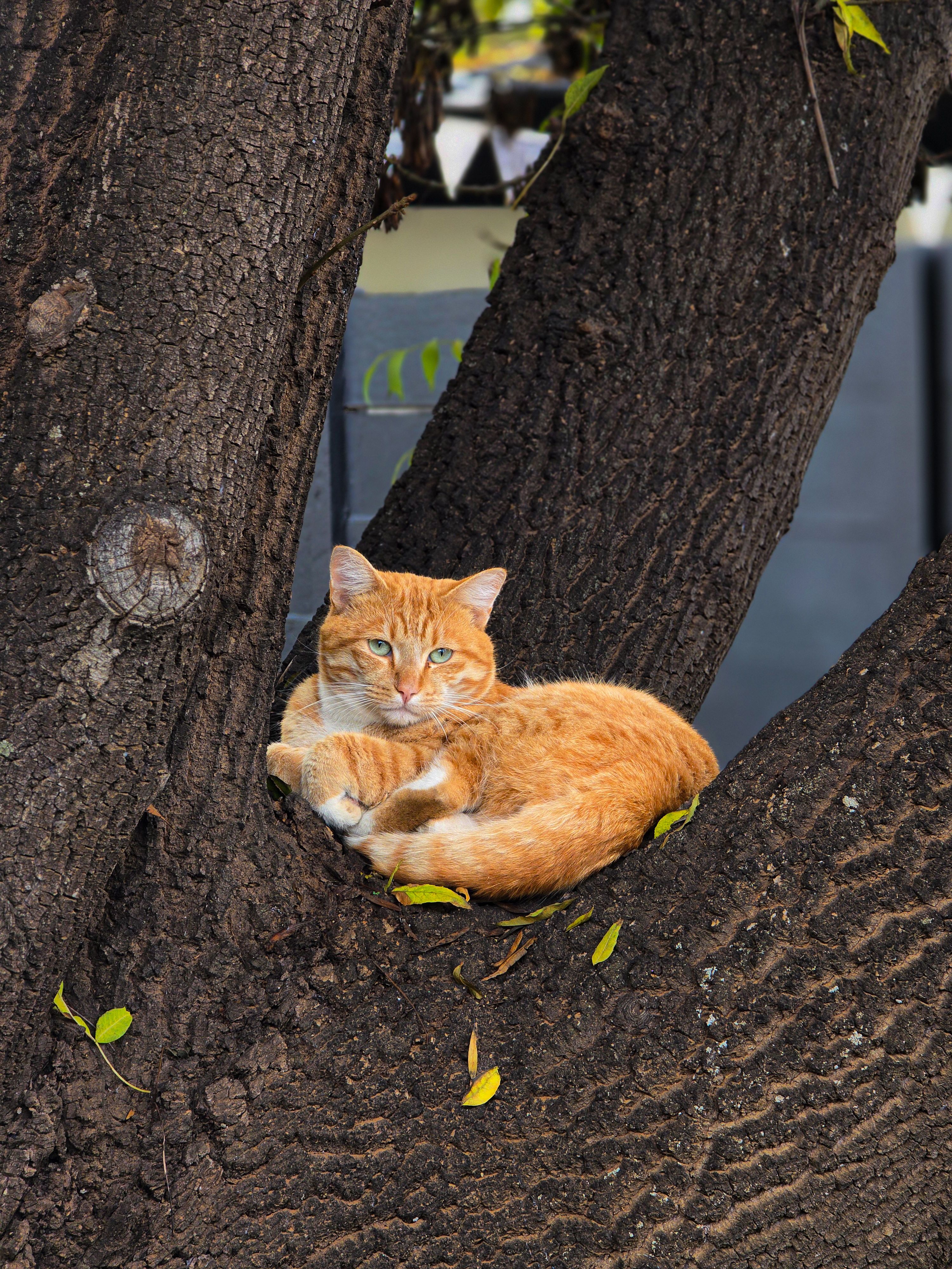 Orange Cat Sitting in Tree · Free Stock Photo