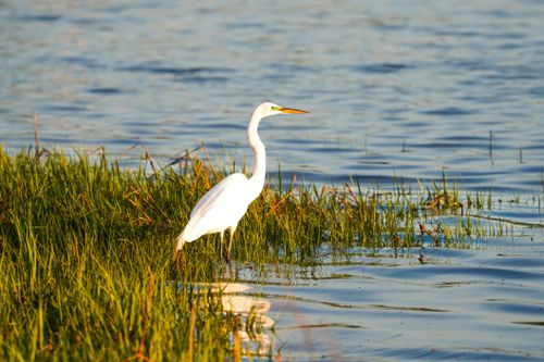 Free Great Egret stands in vibrant marsh, reflecting in calm evening water. Stock Photo