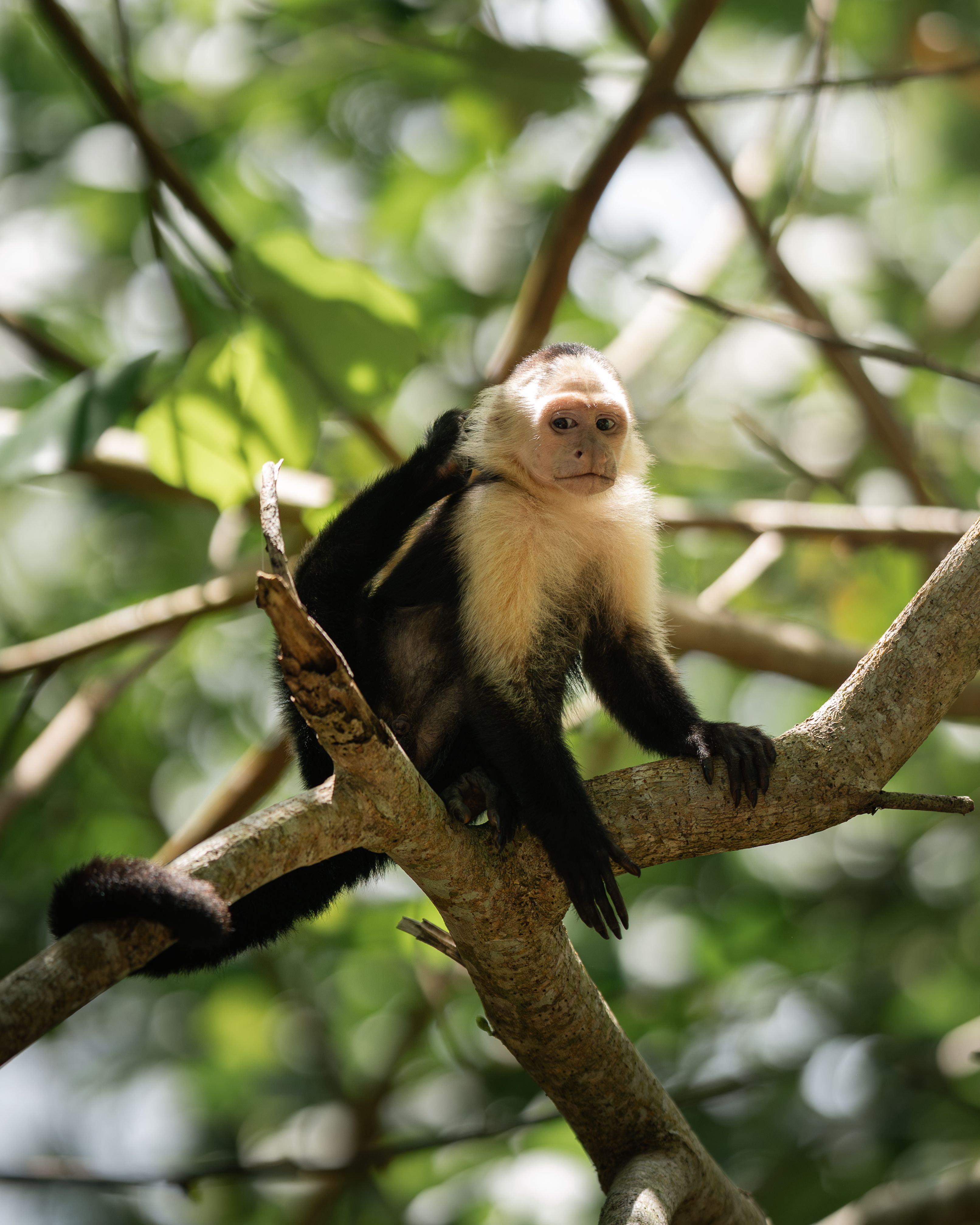 A white-faced capuchin monkey perched on a tree branch in the lush jungle of Cahuita, Costa Rica.