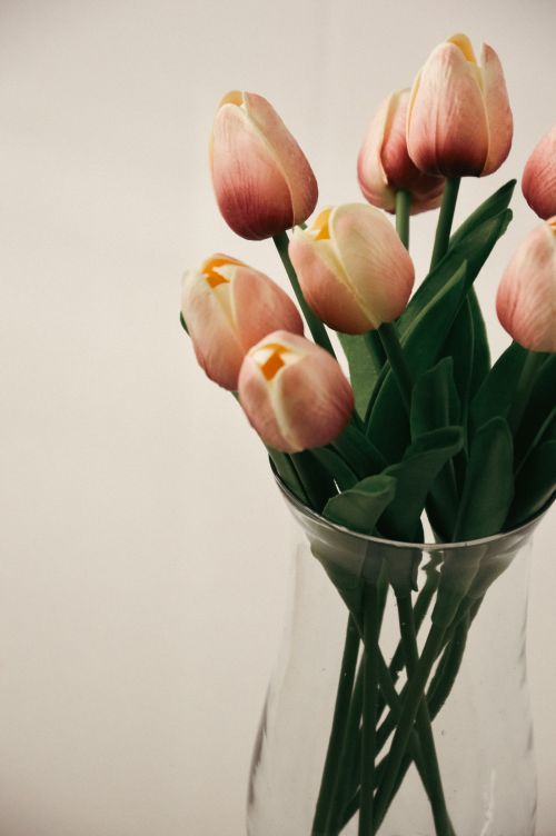 Free Beautiful pink tulips elegantly arranged in a glass vase, showcasing a classic floral display. Stock Photo