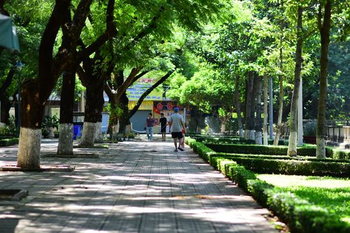 Free A serene park path shaded by lush green trees on a sunny day, ideal for a leisurely walk. Stock Photo