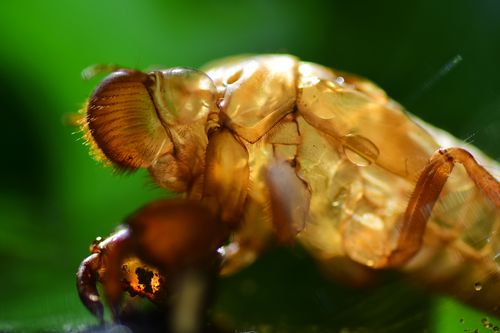 Free Close-up macro photo of a cicada exoskeleton on a vibrant green leaf background. Stock Photo