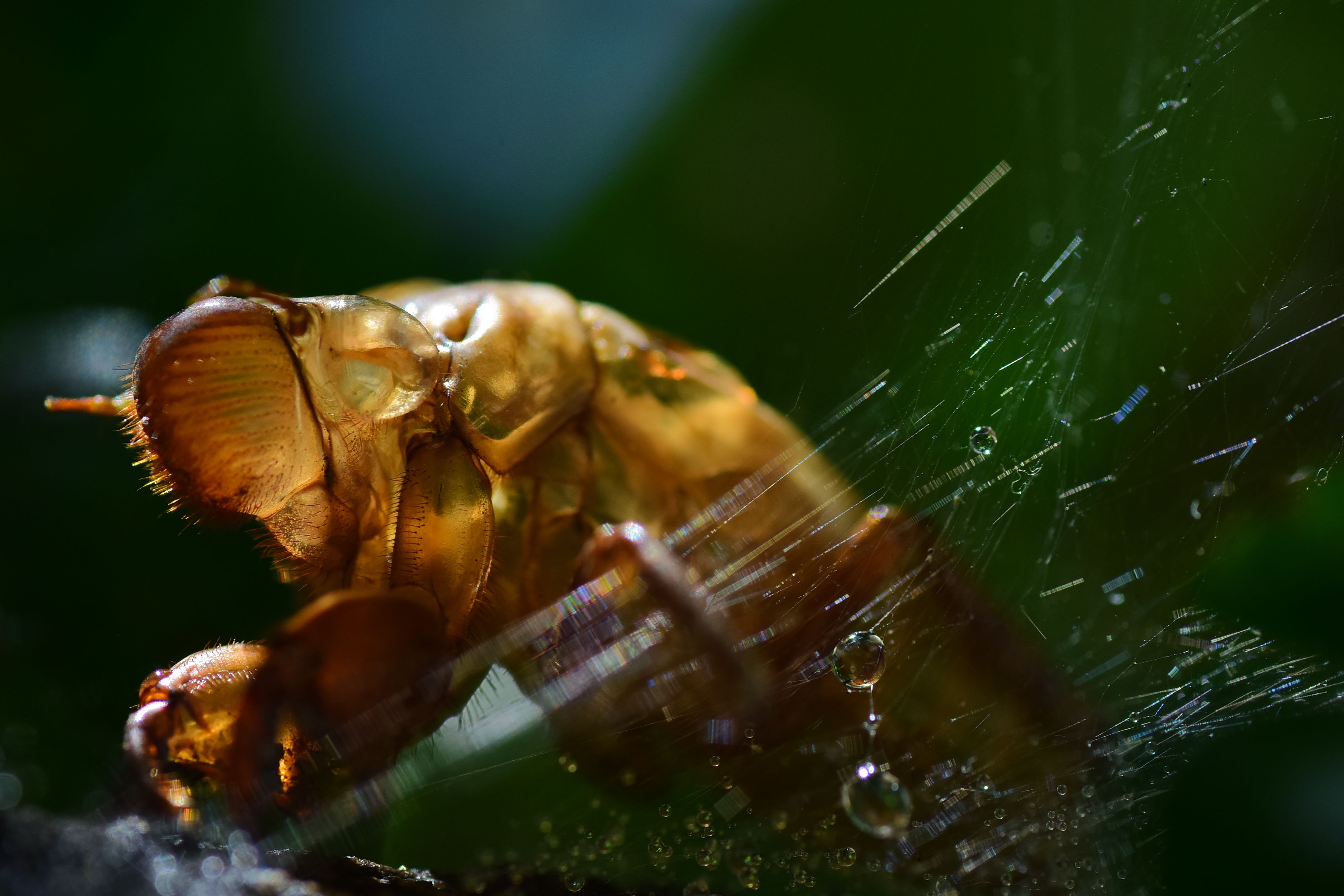 Close-up of Insect Exoskeleton on Spider Web · Free Stock Photo