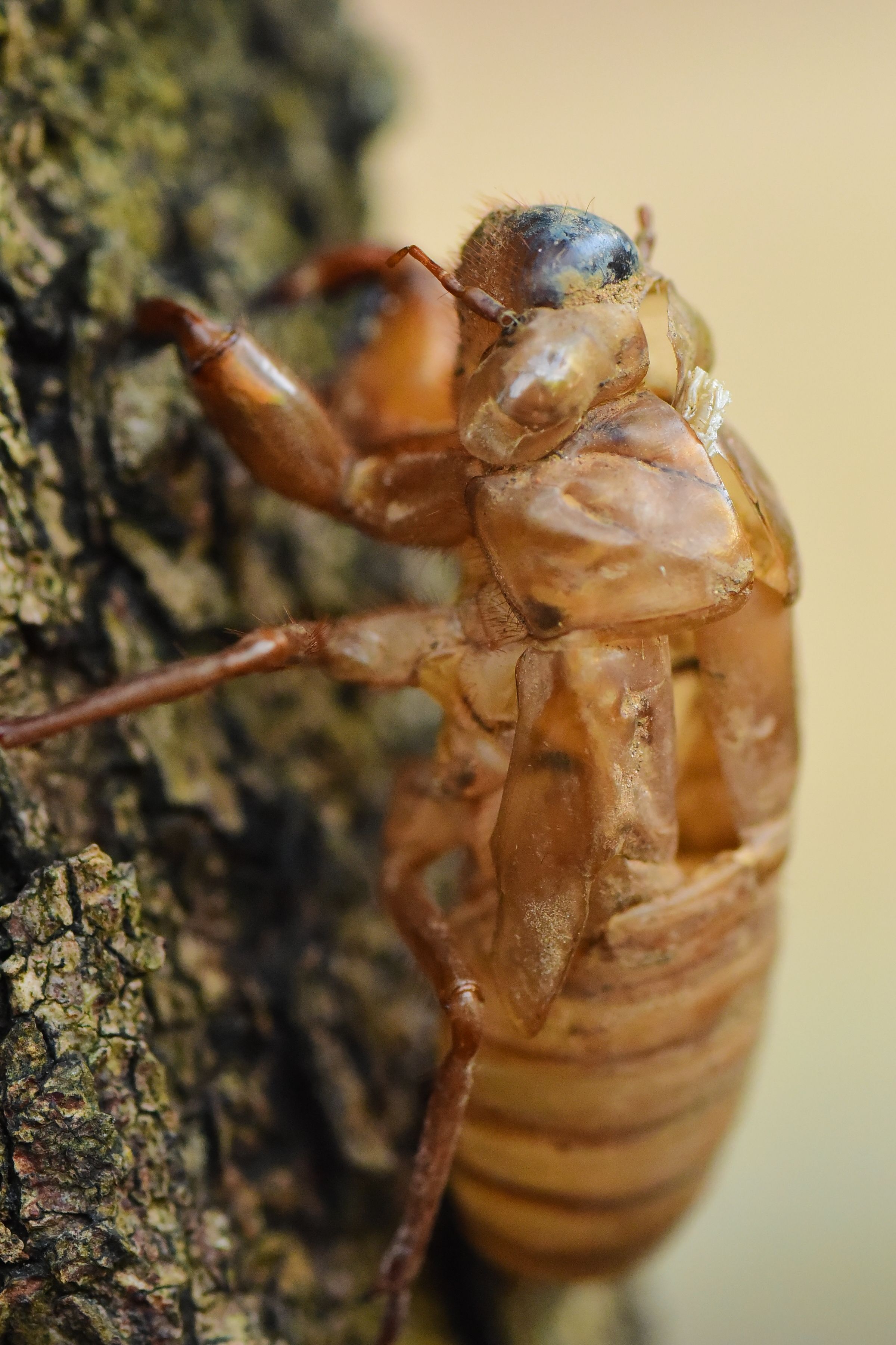 Cicada Exoskeleton on Tree Bark Close-Up · Free Stock Photo