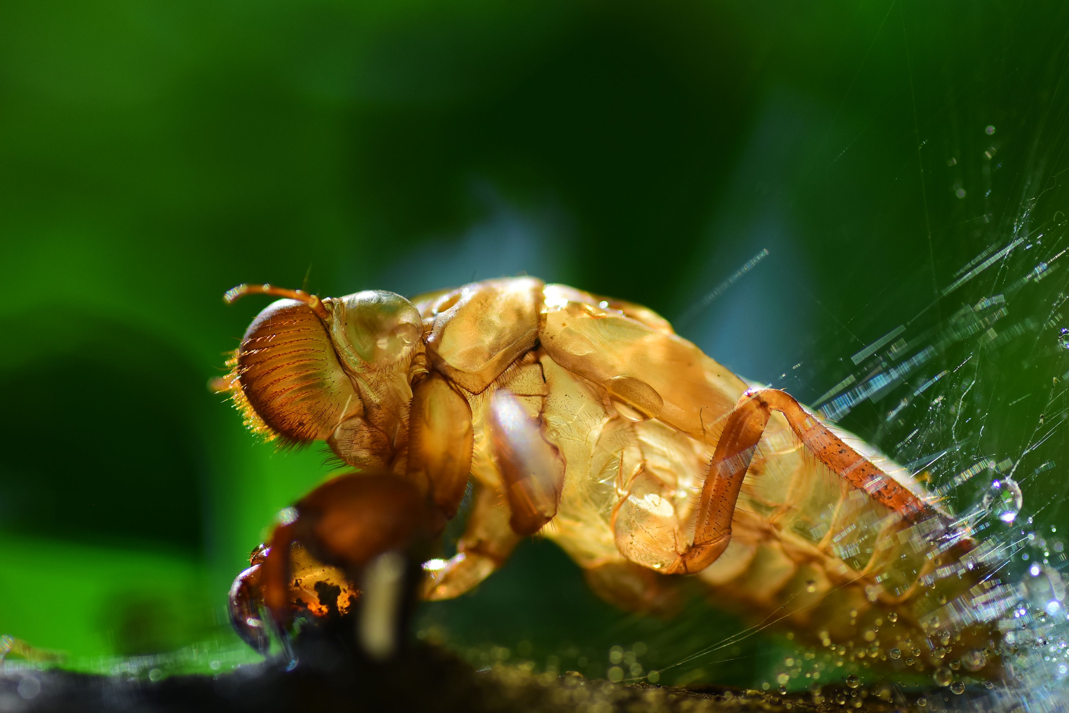 Close-Up of Cicada Shell on Leaf · Free Stock Photo