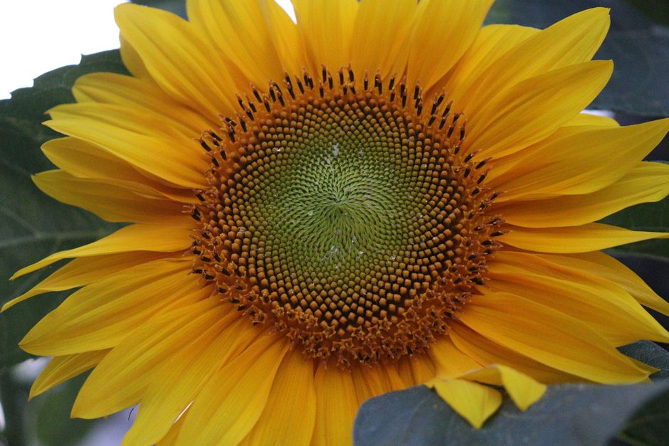 Kleurrijk zonnebloemveld met wilde bloemen. Kleurrijk zonnebloemveld met wilde bloemen.