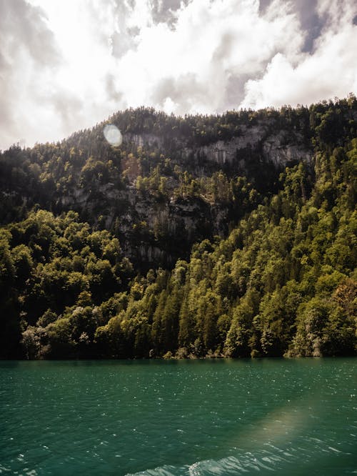 Imagine de stoc gratuită din apă, apă verde, arbori