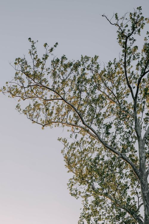Free Serene photograph of tree branches with leaves against a pale sky, showcasing nature's simplicity. Stock Photo