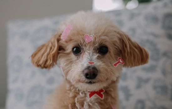 Cute poodle with heart stickers on its head, posing indoors. Perfect for Valentine's Day themes.