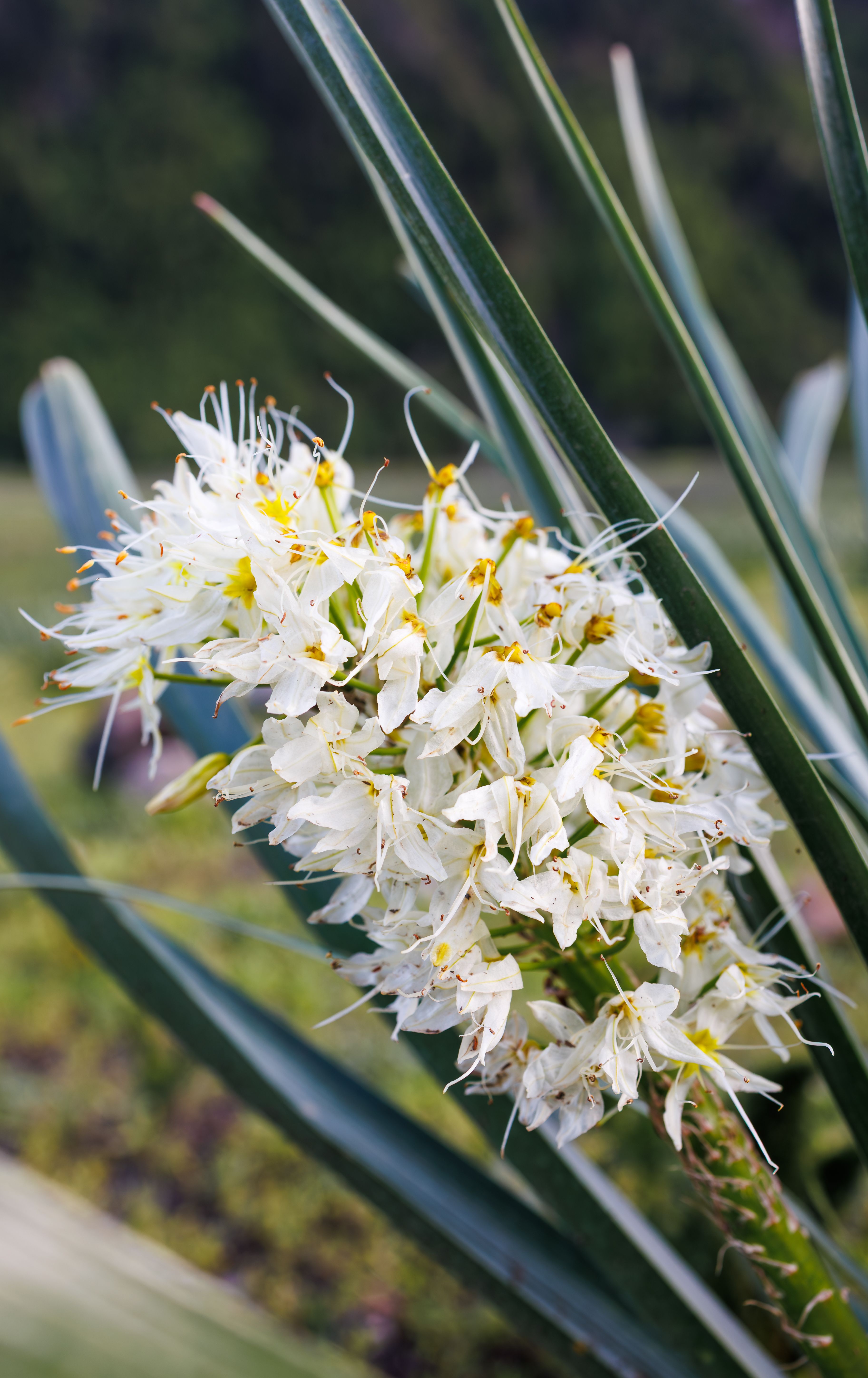 Detailed shot of white Himalayan flora with white petals in a summer meadow.