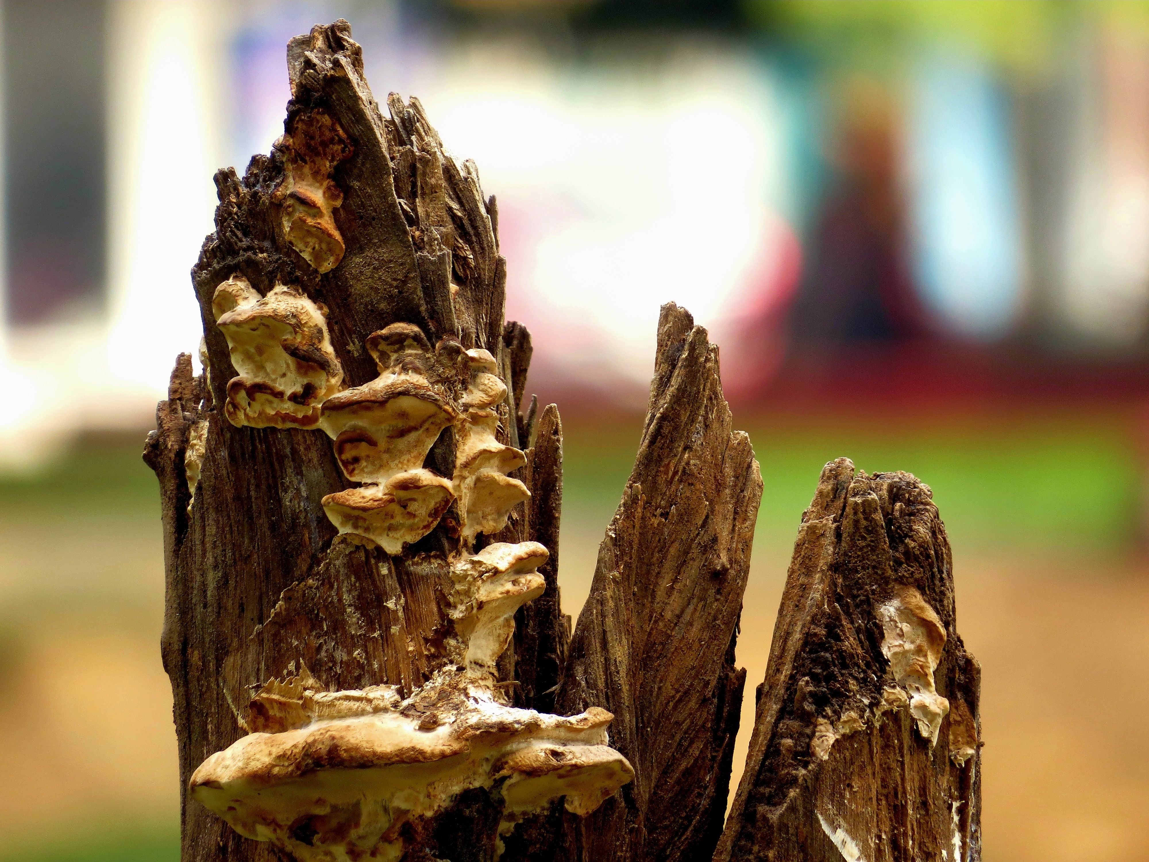Fungal decay on weathered tree stump — signs a live oak tree needs pruning in Surrey BC