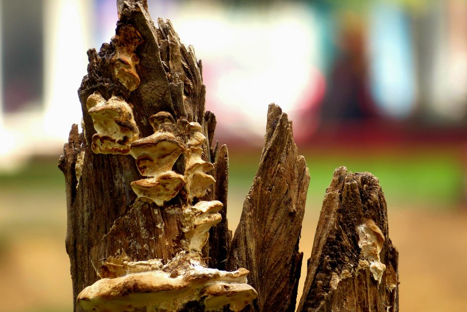 Fungal decay on weathered tree stump — signs a live oak tree needs pruning in Surrey BC