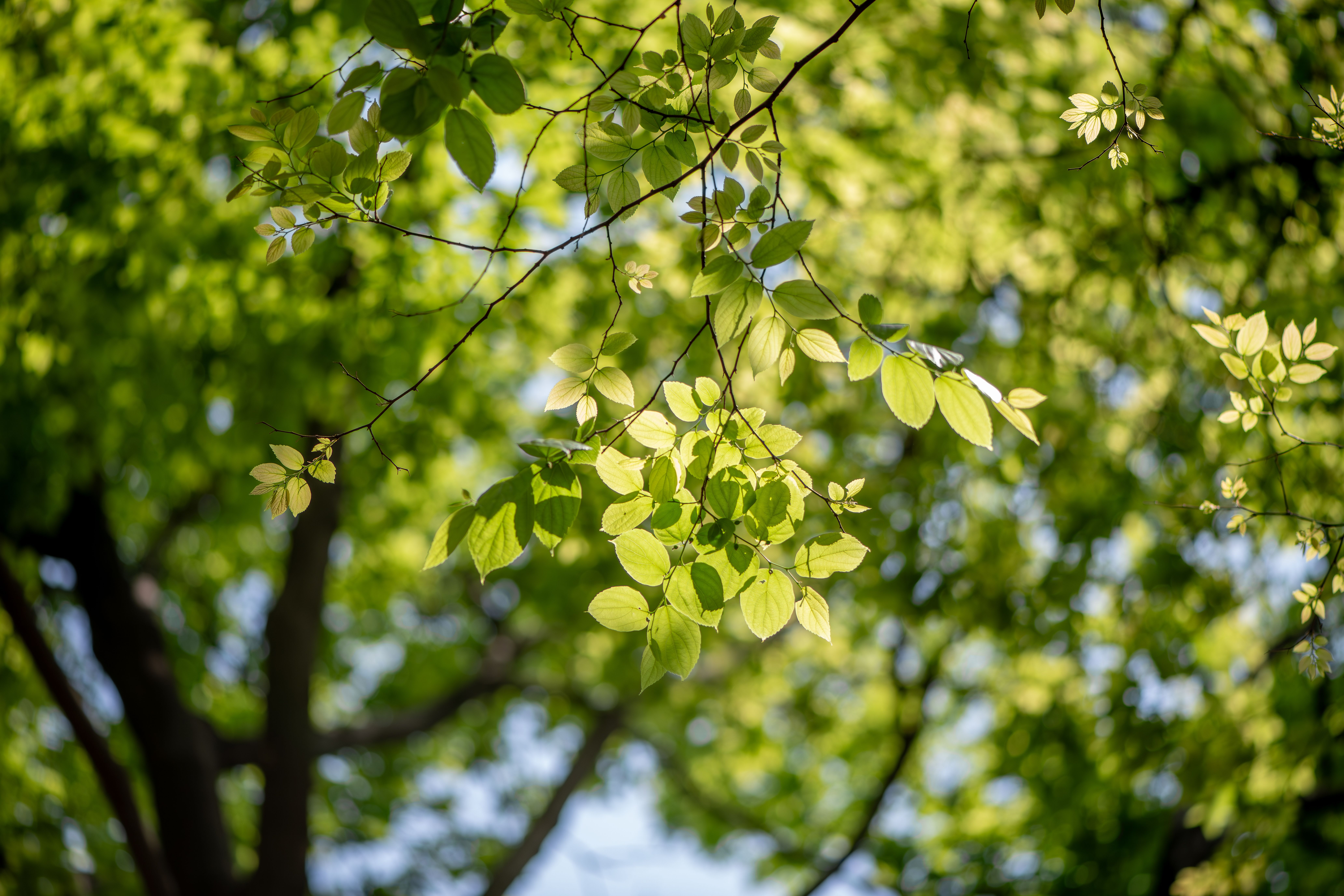 Oak leaves harbor distinct microbial worlds on their opposite surfaces