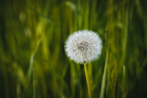 Free Vivid macro shot of a single dandelion seed head set against a lush green background in a spring meadow. Stock Photo