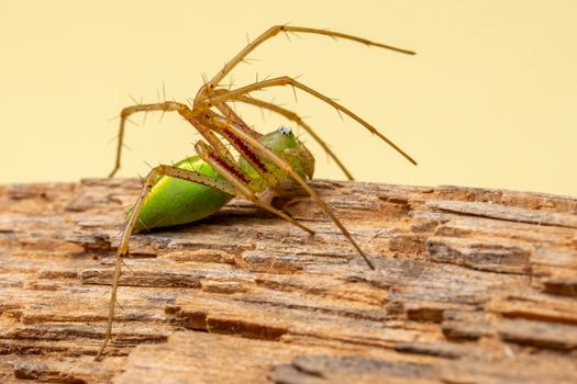 Macro shot of a green lynx spider with detailed texture on a wooden surface.