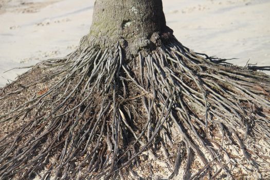 root