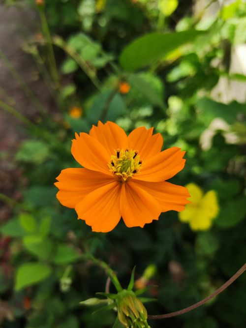 Free Close-up of a vivid orange flower in a sunny garden setting. Stock Photo