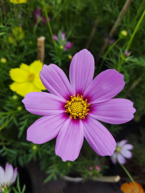 Free Close-up of a vibrant pink cosmos flower with green foliage background. Stock Photo