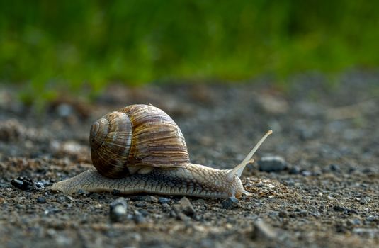 Close-up of a snail on a gravel path in Salzgitter, highlighting its spiral shell.