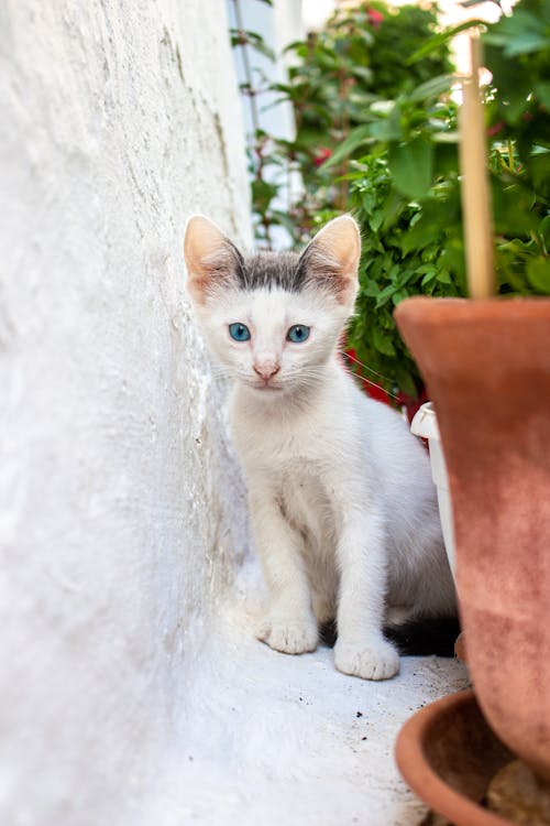 White Kitten Near Plants