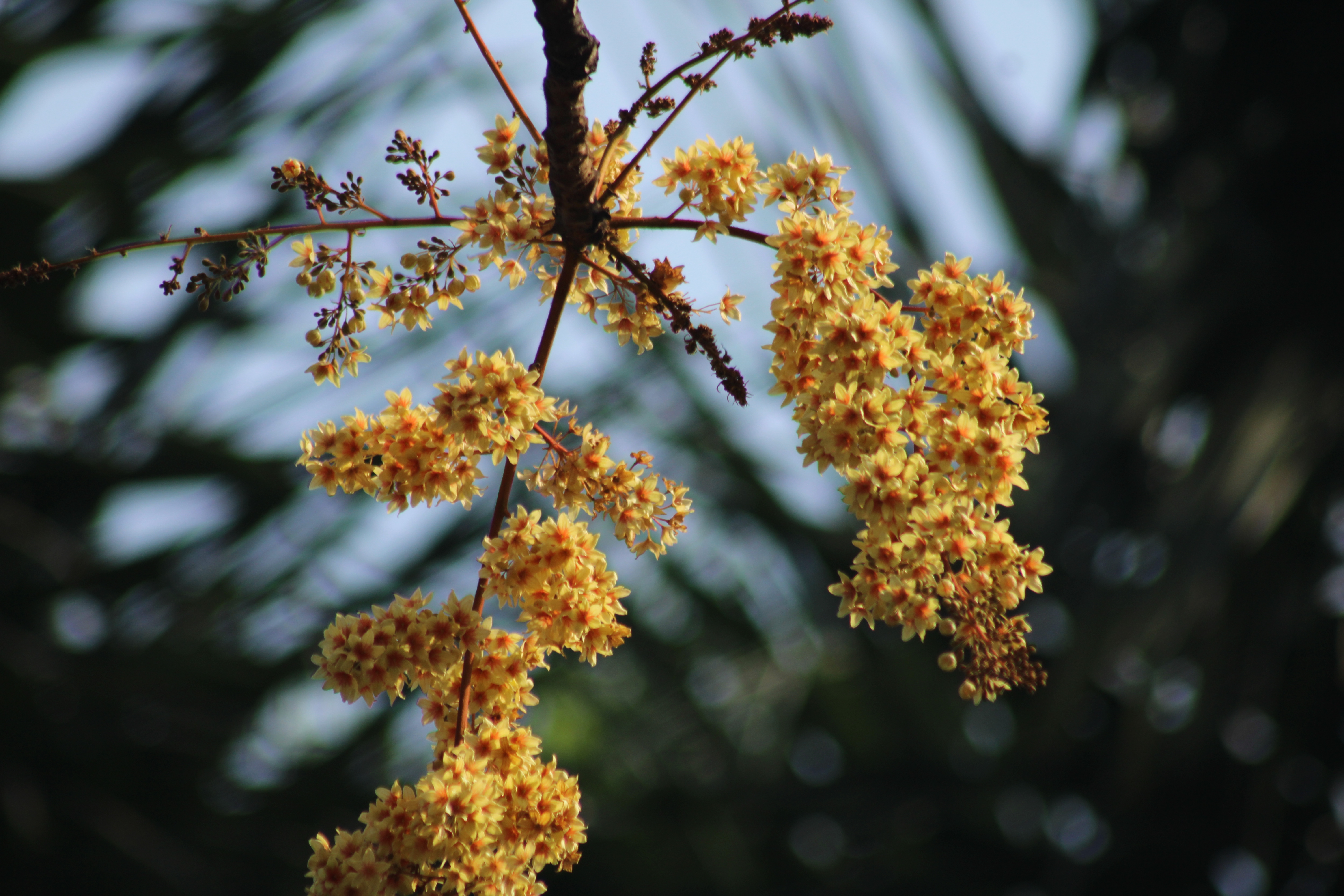 [ColoSach]-cluster-of-vibrant-yellow-flowers-in-focus-against-a-blurred-leafy-backdrop.