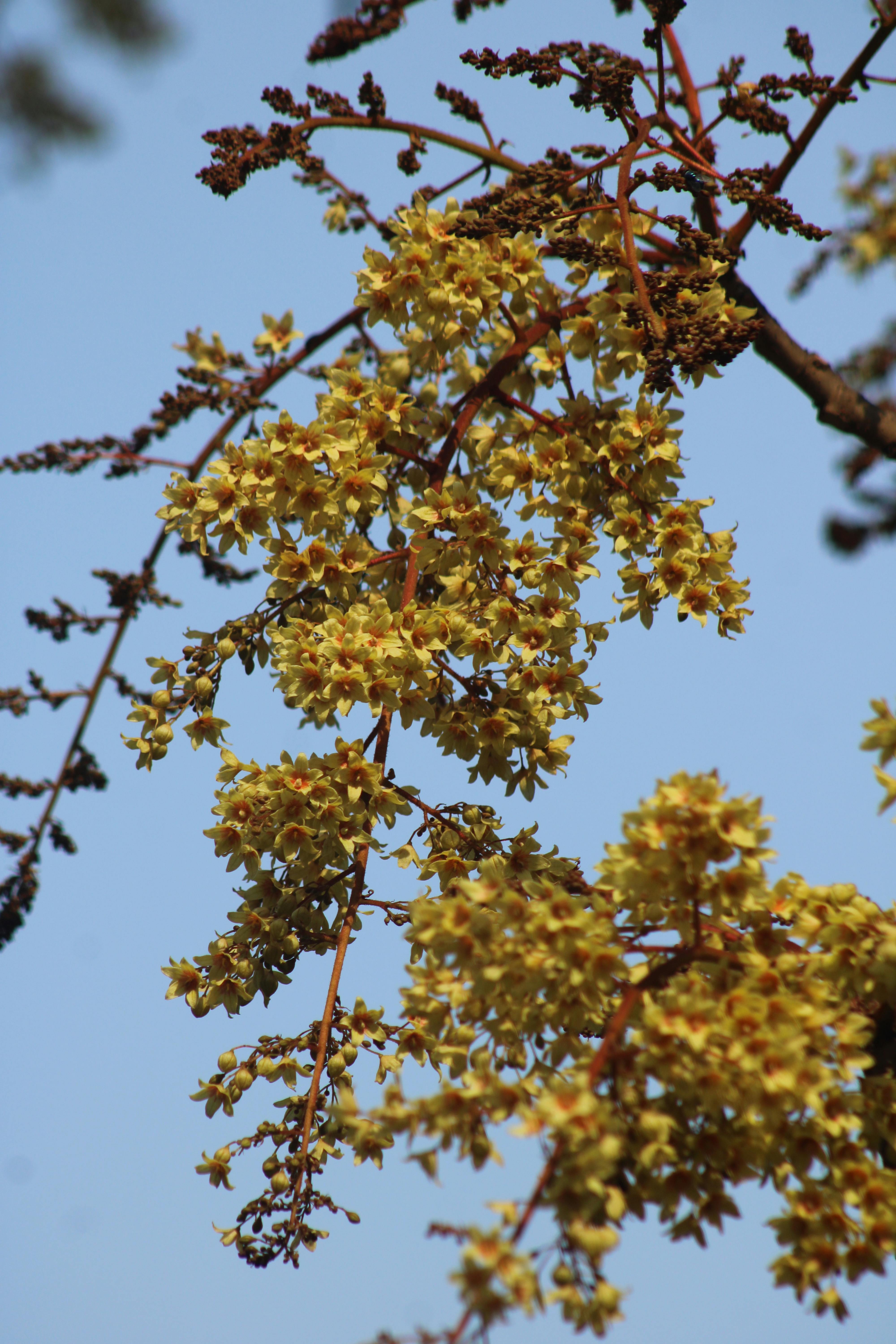 [ColoSach]-vibrant-yellow-flowers-blooming-on-a-tree-branch-against-a-clear-blue-sky.